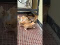 6 Newborn Kittens vs. One Patient Mom Cat! 🥹❤️ #shorts