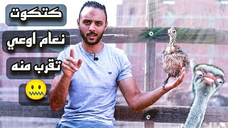 ازاي تختار كتكوت النعام وانت بتشتري  ولوشوفت اللي هقولك عليه اهرب بسرعة 🙊😨