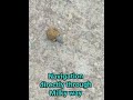 “Dung Beetle Ka Science 🤯 | Stars Se Direction Dhundta Hai! 🪲✨”