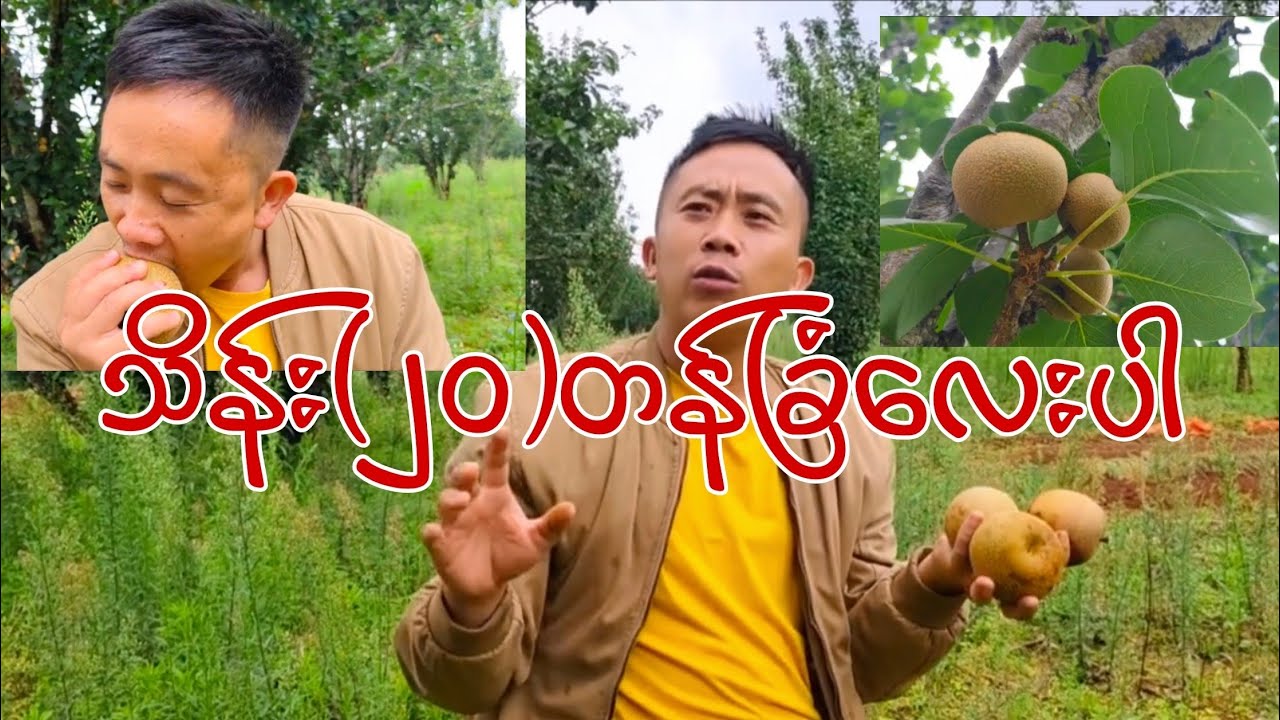 ပုတ်ဖြတ် သိန်း (၂၀) သစ်တောသီးခြံ