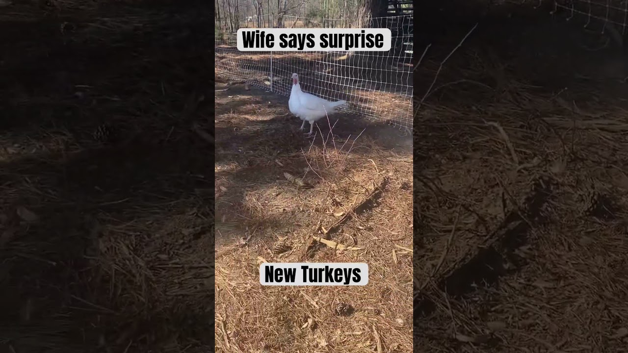 New Turkeys #farmlifebestlife #newnormfarm #turkey #homestead #homesteading