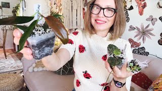 New Hoyas | Shop With Me | Plant Shopping with The Pink Trellis