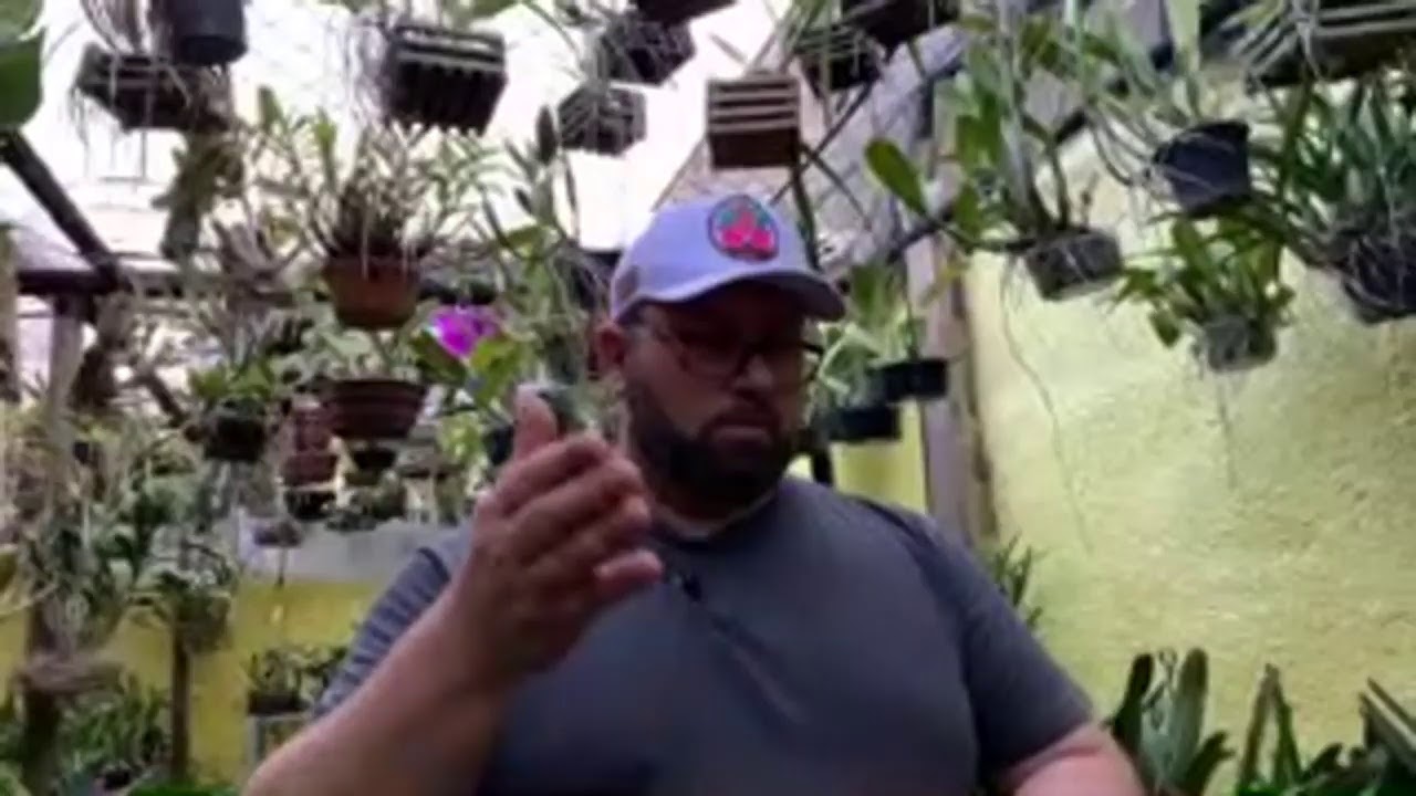 Cuidado!! As brácteas podem matar suas orquídeas