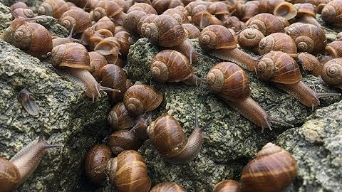 The Slow Conqueror: Snail Vs. The Stone Mountain | Cinematic 4K Slow Motion