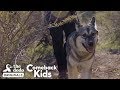 Baby Wolf Dog Bounces Back After Rough Start | The Dodo Comeback Kids  | The Dodo Comeback Kids