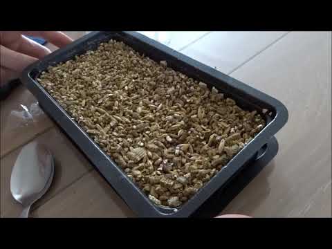 Vidéo: Comment se débarrasser des mouches blanches : 14 étapes (avec photos)