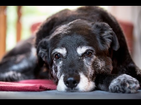 Videó: Hogyan Lehet Megakadályozni, Hogy Egy Kutya Az ágyra Csapjon?
