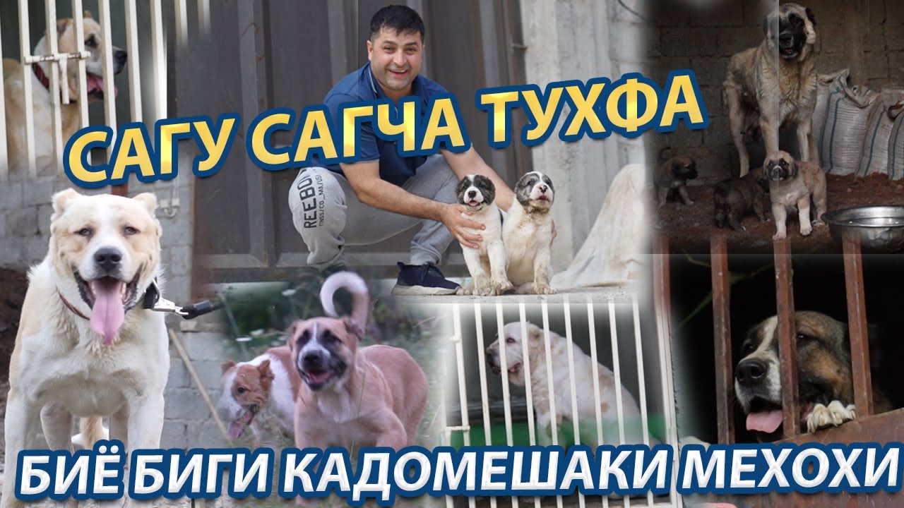 САГУ САГЧА ТУХФА БИЁ КАДОМЕШ МАХКУЛАЙ БИГИ