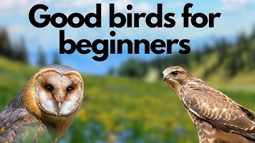 The best birds of prey for beginners (in my opinion) - Falconry Basics