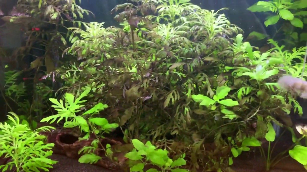 How to improve your plants going brown YouTube