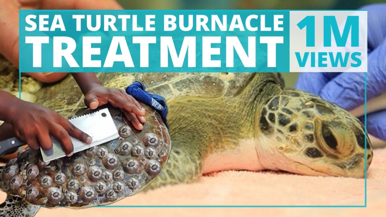 Barnacle Infested Removing Barnacles from Sea Turtle | KHK | Qatar - YouTube