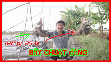 Đặt bẫy chuột, ngày thứ hai,trúng hơn ngày thứ nhất @Kyanhvlogs 