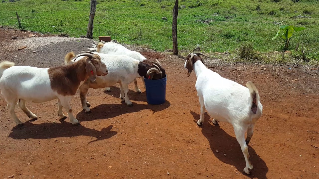 Unity Goat Farm, Manchester, Jamaica - YouTube