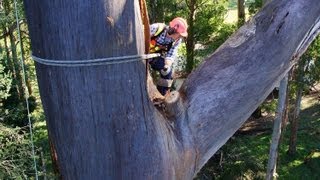 Huge Dead Mountain Ash Tree Removal