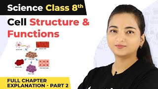 Class 8 Science Chapter 8 | Cell Structure And Functions Full Chapter Explanation (Part 2)