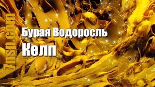 Келп бурая морская водоросль - природный источник йода, препараты, бад НСП Келп бурая морская водоросль - природный источник йода, препараты, бад НСП