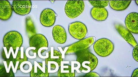 Euglenoids: Single-Celled Shapeshifters