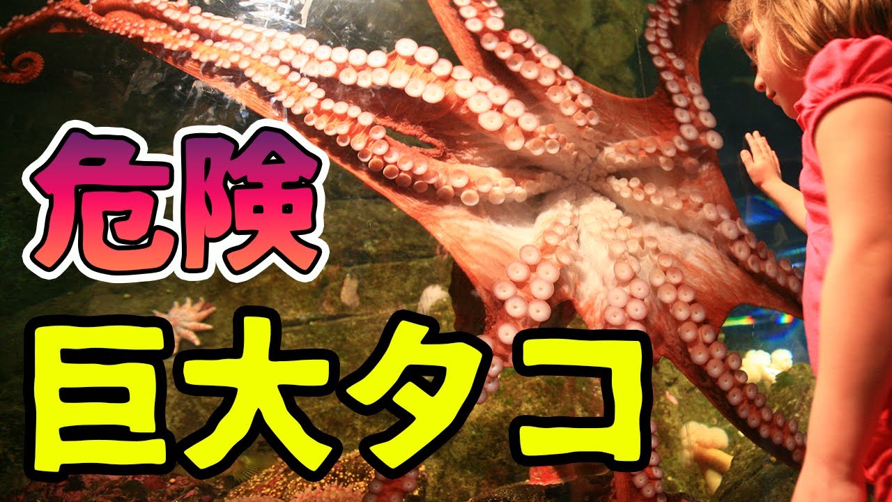 Giant Pacific octopus: a dangerous creature [Explanation] - YouTube