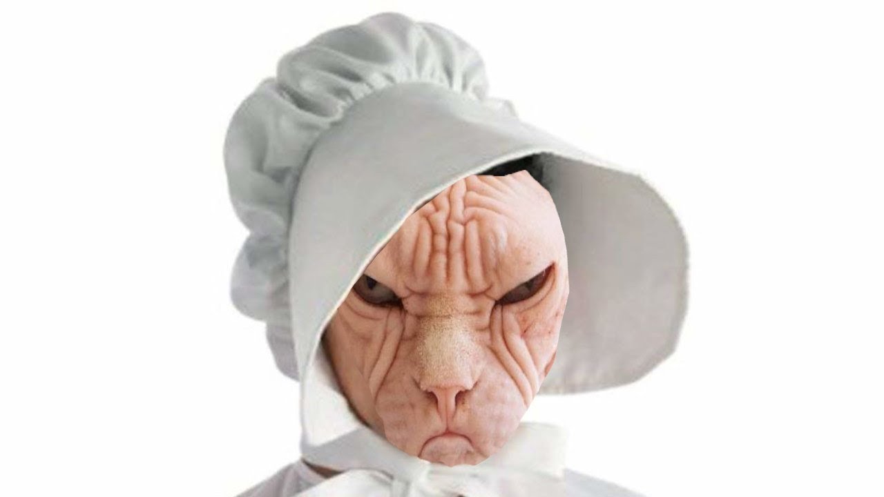 Boneko A Cat Into A Hat