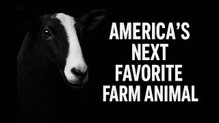 Zwartbles Sheep: The Friendly Black Sheep Every American Farm Needs!