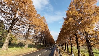 〚4K〛iPhone13Pro　Autumn leaves of Metasequoia, Shiga, Japan Dec-2021　滋賀 メタセコイヤ並木の紅葉を歩いてみた