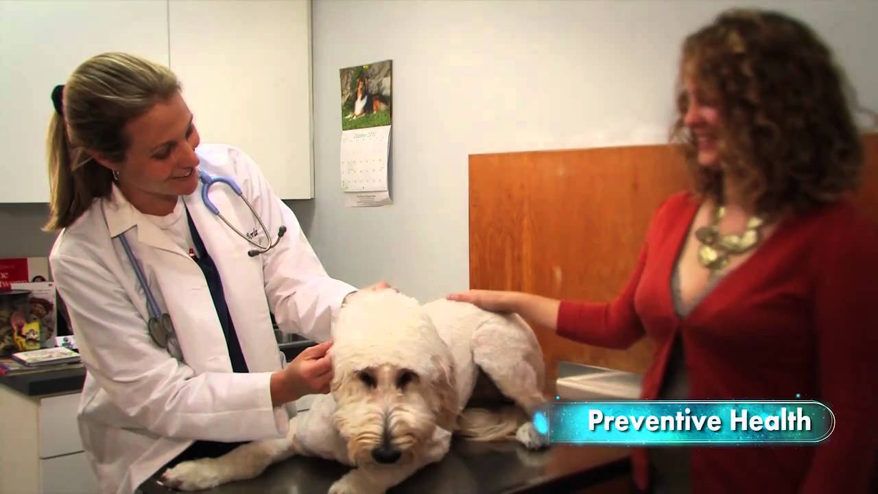 shelby animal hospital