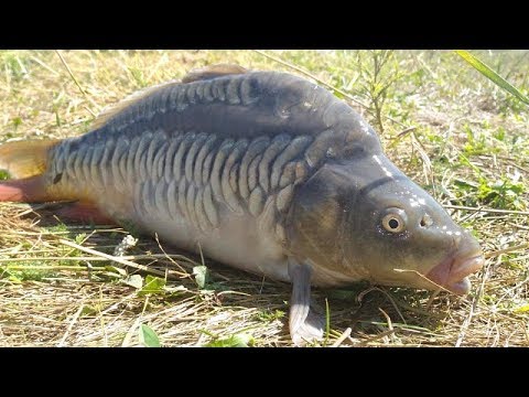 Пружина (кормак) VS Флэт метод (Дневник рыболова)