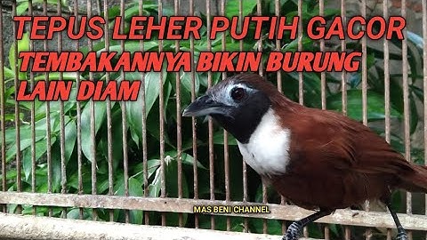 Tepus Leher Putih Gacor Tembakannya Bikin Burung Lain Diam
