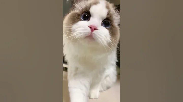 Watch the video about 🐱 Sweet Ragdoll Kitten Sister's Charm! 😺 [Cuteness Overload Alert] #cat #cutecat #cute #pets #pet