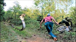 A breathtaking confrontation between two brave hunters and a giant king cobra on the forest road.