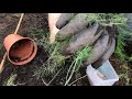 Planting Connovers Colossal asparagus