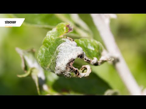 Video: Sintomi della macchia delle foglie di prugna: gestione della macchia delle foglie di ciliegio sulle prugne