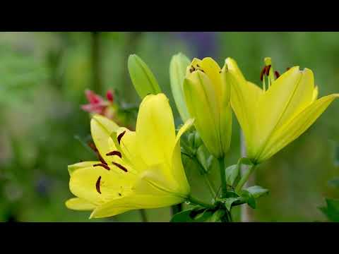 Geliebte Lilien. Meine schönsten Diven im Blumengarten