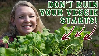 5 Seed Starting Mistakes that Might Be Ruining Your Garden (And how to fix them)