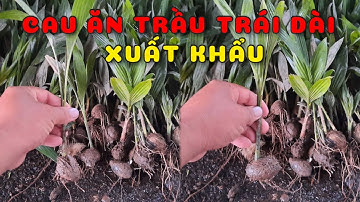 Cây cau ăn trầu trái dài xuất khẩu | 0386569374 - Ngọc Ngân Bến Tre | Chuyên cây độc lạ