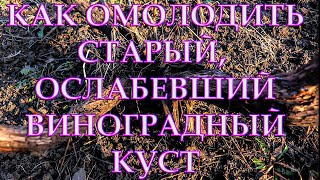 видео: КАК СПАСТИ ОСЛАБЕВШИЙ СТАРЫЙ КУСТ ВИНОГРАДА картинка: КАК СПАСТИ ОСЛАБЕВШИЙ СТАРЫЙ КУСТ ВИНОГРАДА