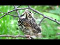 Птенец Дрозда Белобровика, Redwing Bird Chicks