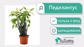 Как размножить Педилантус? Уход. Польза и вред педилантуса