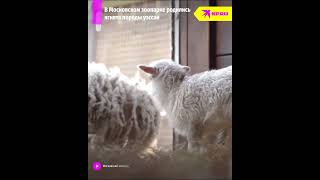 В Московском зоопарке родились пушистые ягнята породы уэссан