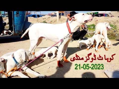 21 05 2023 kohat itwar bazar | gultair dogs mandi 2023