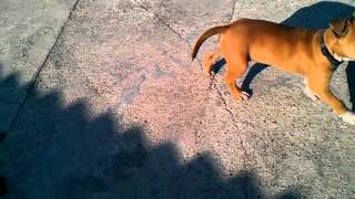 Stafford 3 Months Old