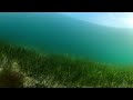 360 Scuba diving Wales - Seagrass &amp; Sand eels