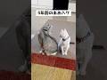 先住猫と新入り猫の体格差が変わりすぎたようです