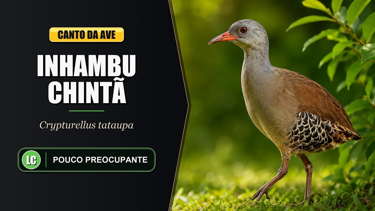 Canto do Inhambu Chintã | Tataupa Tinamou Singing | Crypturellus