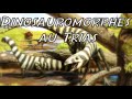 Arelm pisode 4  les dinosauromorphes au trias