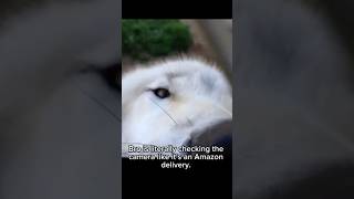 These Wolves Chose Violence 😂🐺