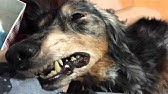 Usb腰振り犬 Youtube Usb腰振り犬 Youtube