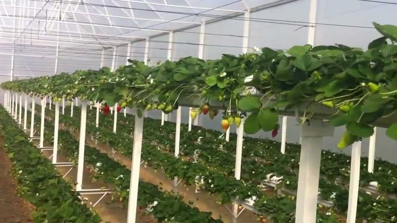 topraksız çilek roa biyoteknoloji