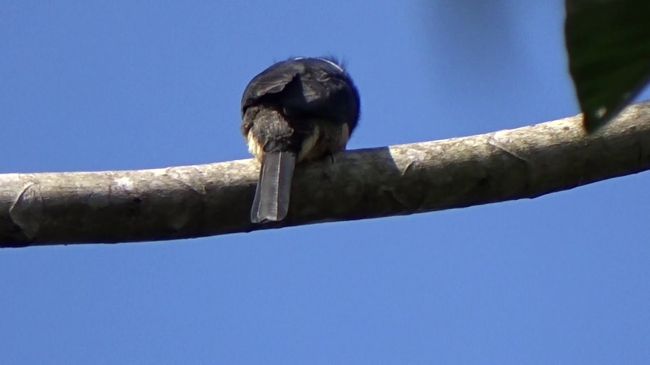 MACURU-DE-BARRIGA-CASTANHA  -    (Notharchus swainsoni) ....SE ALIMENTANDO.