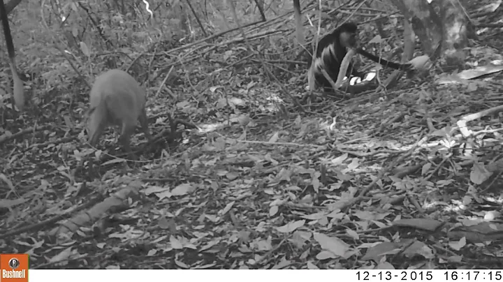 Interspecies interaction at geophagy site